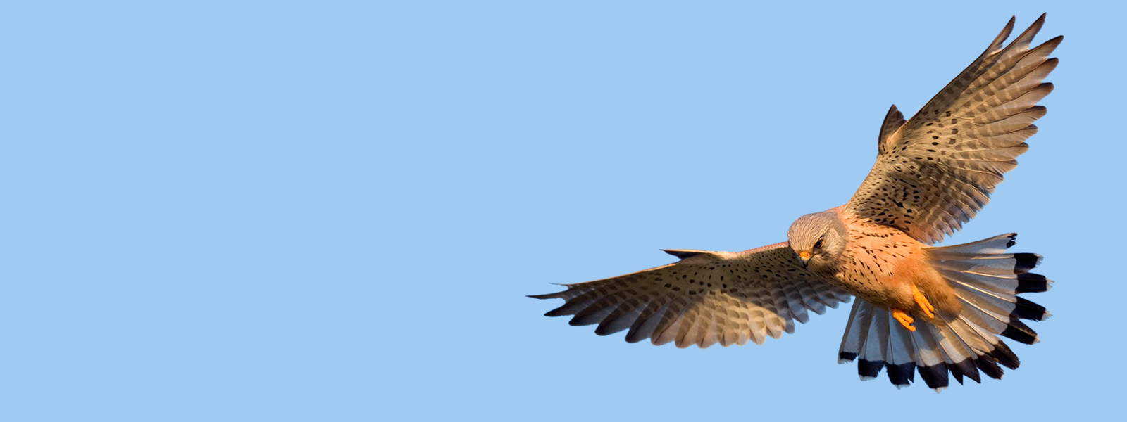 kestrel